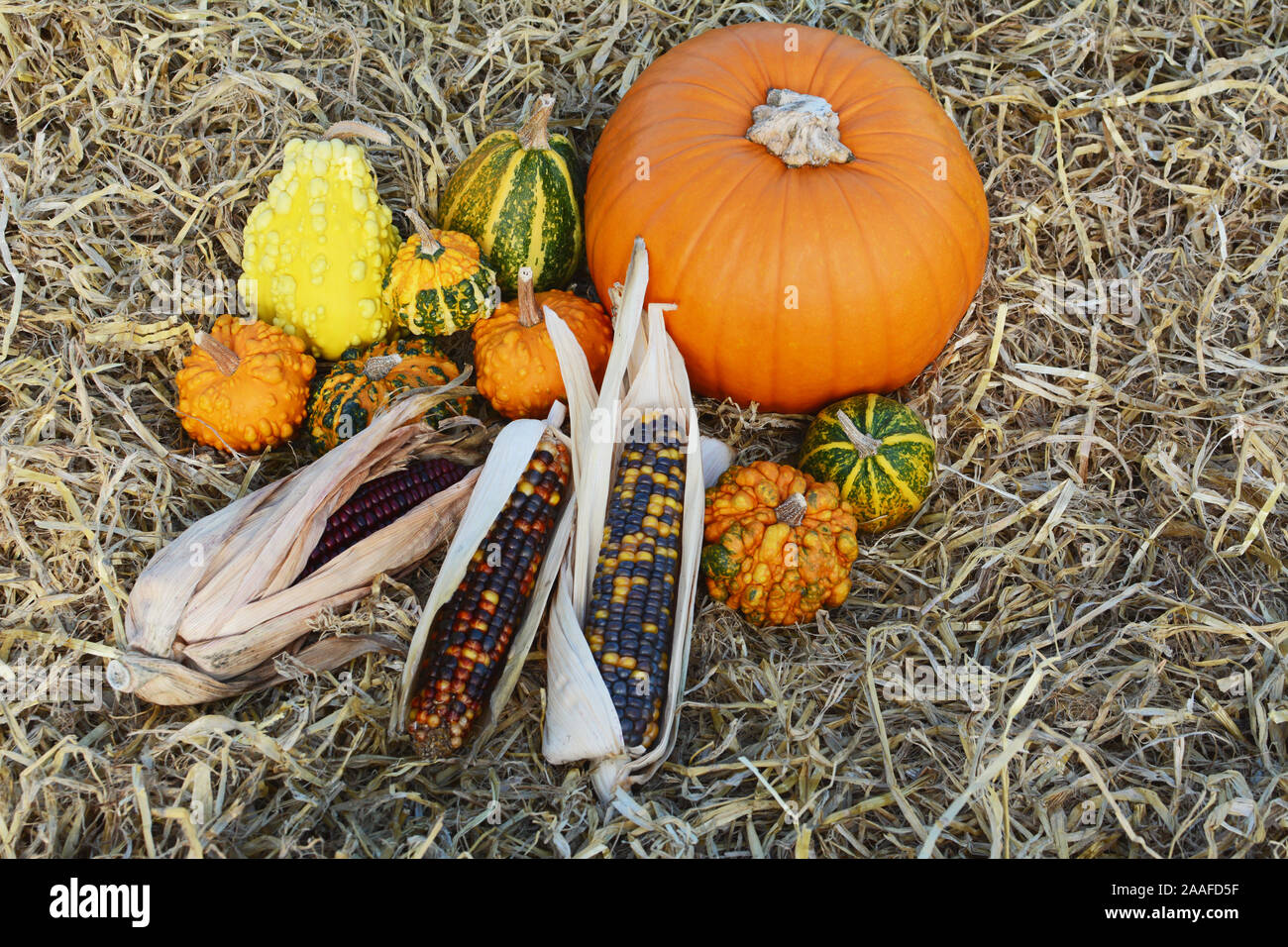 Zucca matura circondato dalla caduta delle decorazioni di coloquintidi ornamentali e mais Indiano sul fieno Foto Stock