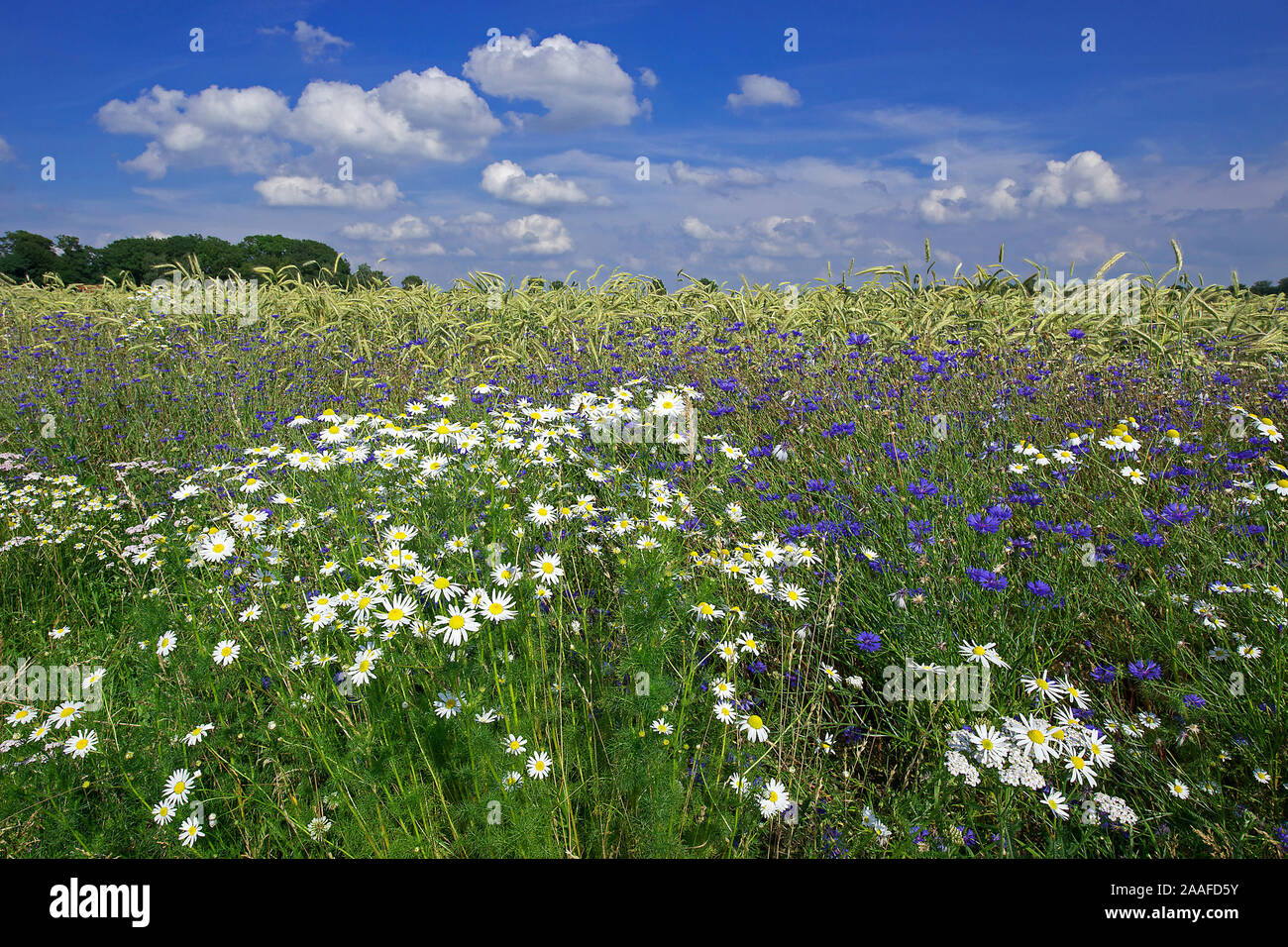 Blumen im Getreidefeld Foto Stock