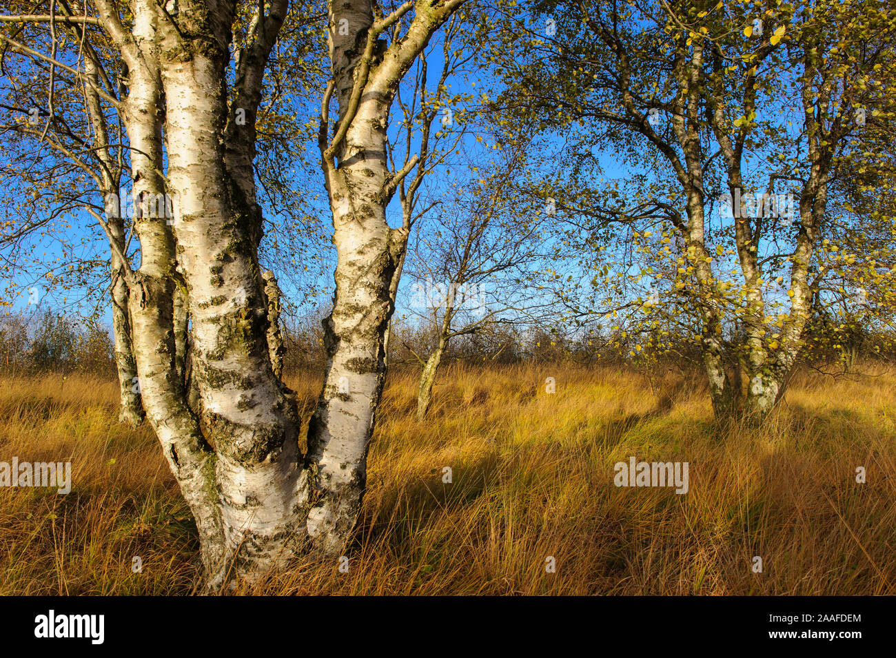 Herbstliche Birke im Moor Foto Stock