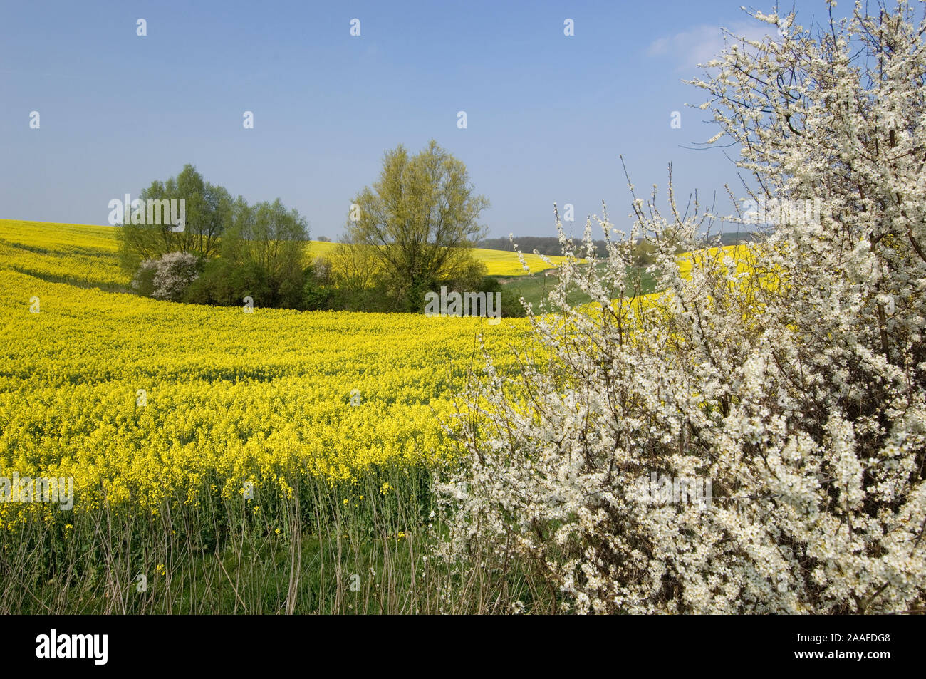 Bluehende Schlehe am Rapsfeld, Hecke Wegrand, Par, Strauch, Foto Stock