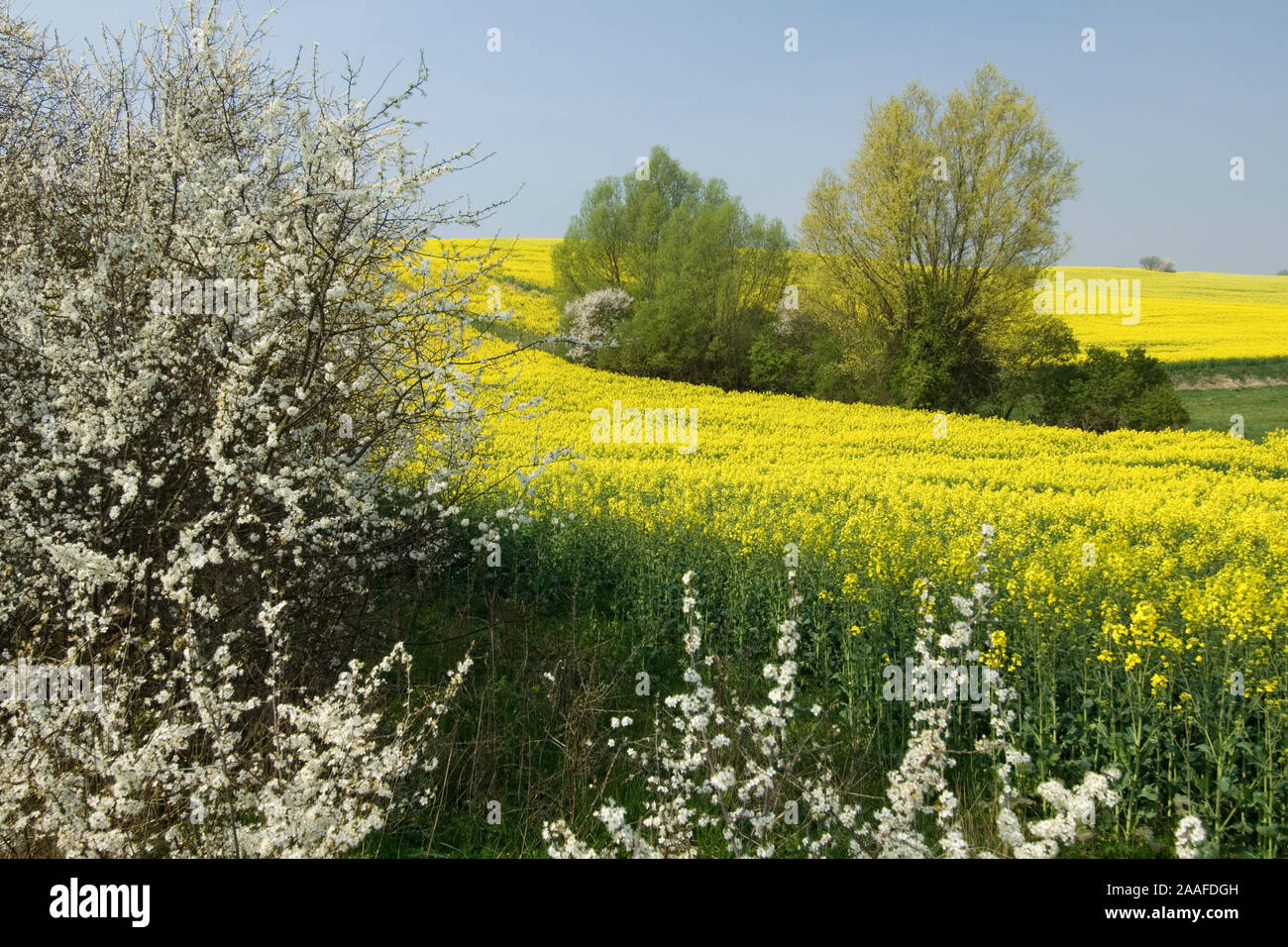 Bluehende Schlehe am Rapsfeld, Hecke Wegrand, Par, Strauch, Foto Stock