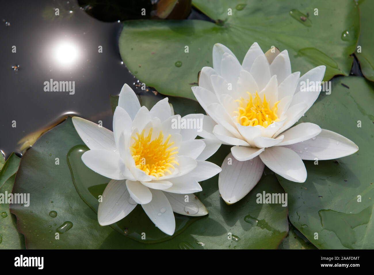 Blühende Seerosen, ninfei, Foto Stock