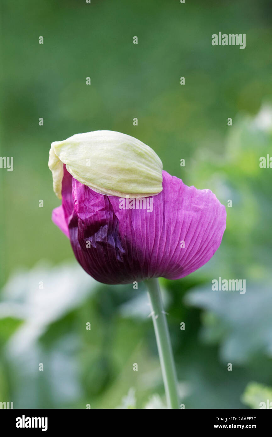 Papaver somniferum. Viola scuro germoglio di papavero apertura in un giardino inglese. Foto Stock