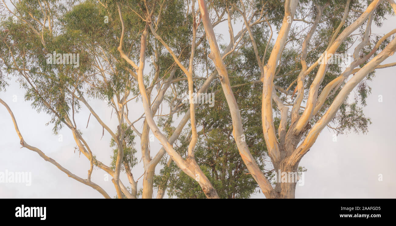 Immagine banner in toni morbidi Australian eucalipto Foto Stock