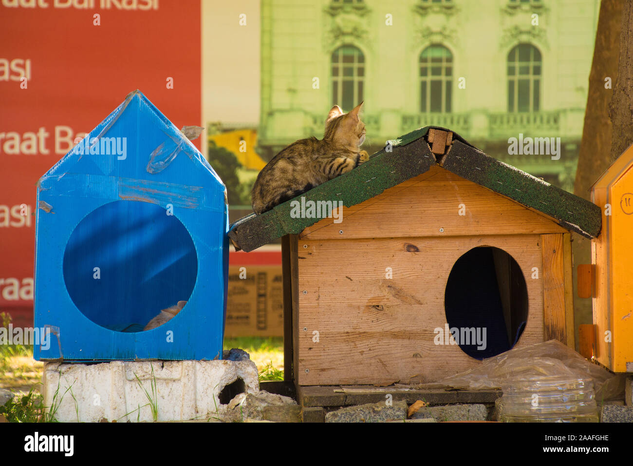 Istanbul, Turchia - 8 settembre 2019. Uno dei numerosi Istanbuls street gatti si fa sul tetto di un gatto rifugio nel quartiere di Beyoglu Foto Stock Istanbul, Turchia - 8 settembre 2019. Uno dei numerosi Istanbuls street gatti si fa sul tetto di un gatto rifugio nel quartiere di Beyoglu Foto Stock