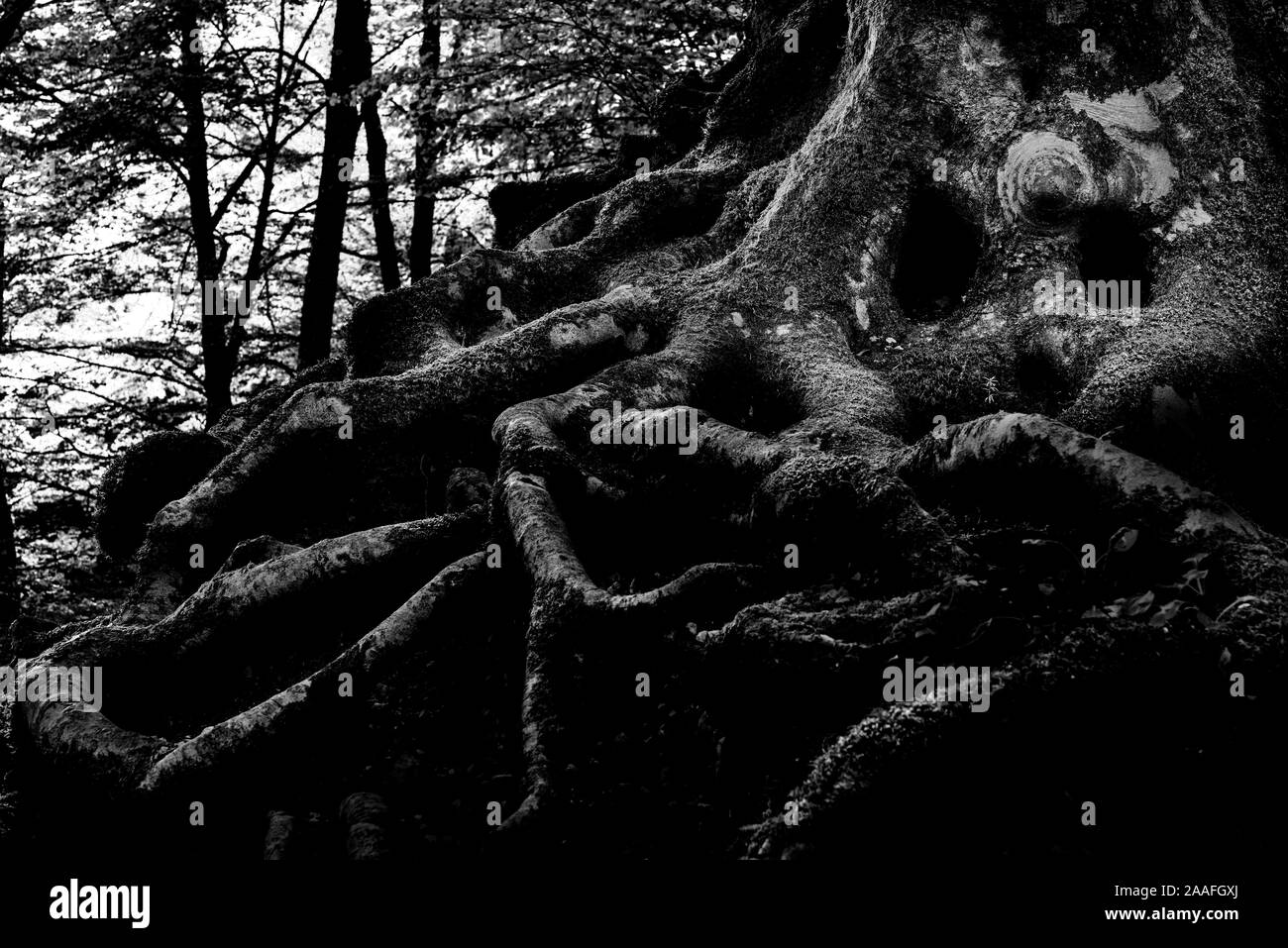 Albero magico con le radici avvolgenti in una foresta Foto Stock