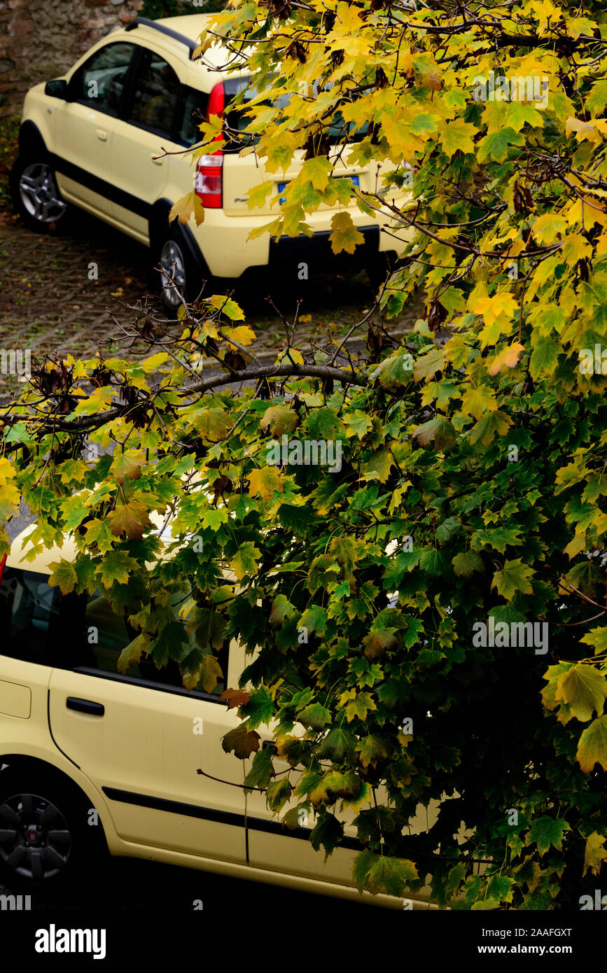 Auto gemelle gialle parcheggiate vicino ad un albero con foglie gialle in autunno Foto Stock
