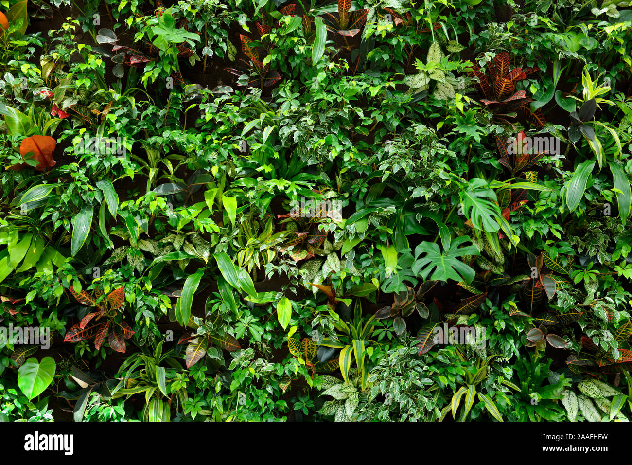 Muro vivente biofiltro di piante tropicali in interni presso i Royal Botanical Gardens Center building Burlington Canada Foto Stock