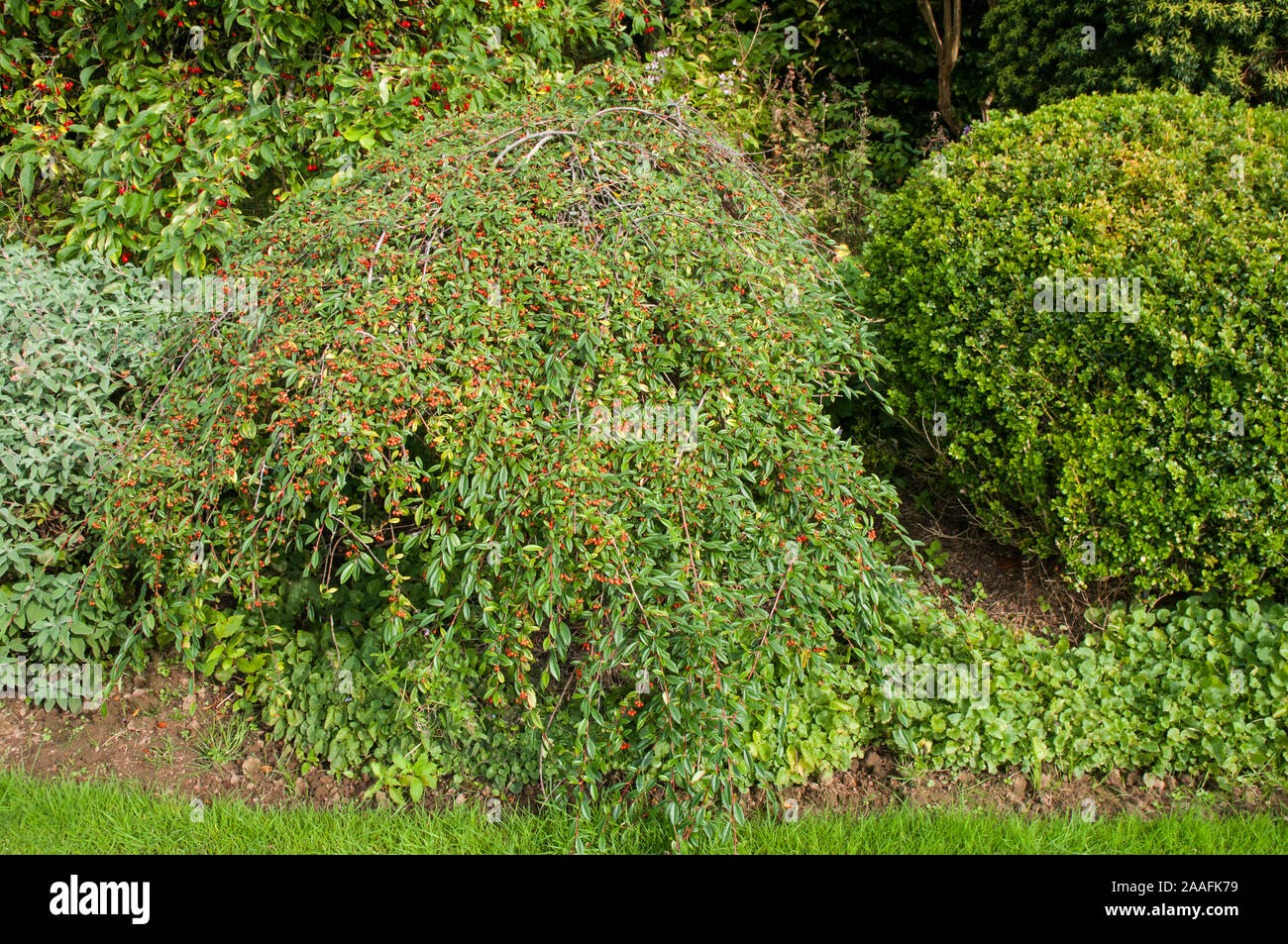 Cotoneaster Hybridus pendulus con luminosi di bacche rosse in autunno. Un arbusto sempreverde che ha pianto rami sviluppati come standard ed è completamente hardy Foto Stock