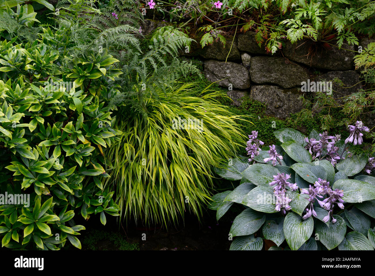 Hakonechloa macra aureola,hosta,hosta,foglie,fogliame,giallo blu combinazione,legno,woodland,all'ombra,ombroso ombreggiate,RM Floral Foto Stock