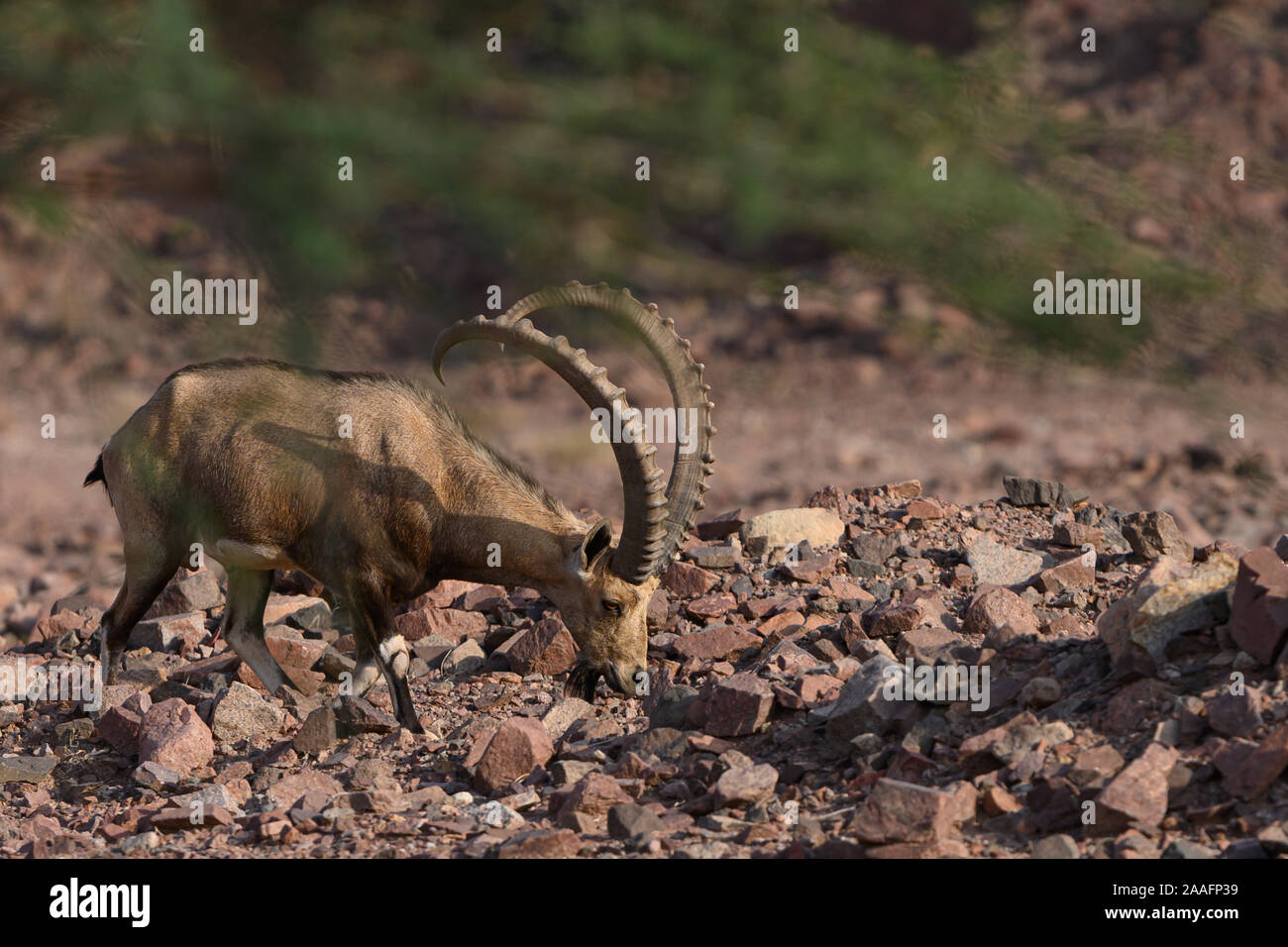Vista laterale di un Ibex Nubiano capra - raro mammifero trovata in Israele wadi zone desertiche Foto Stock