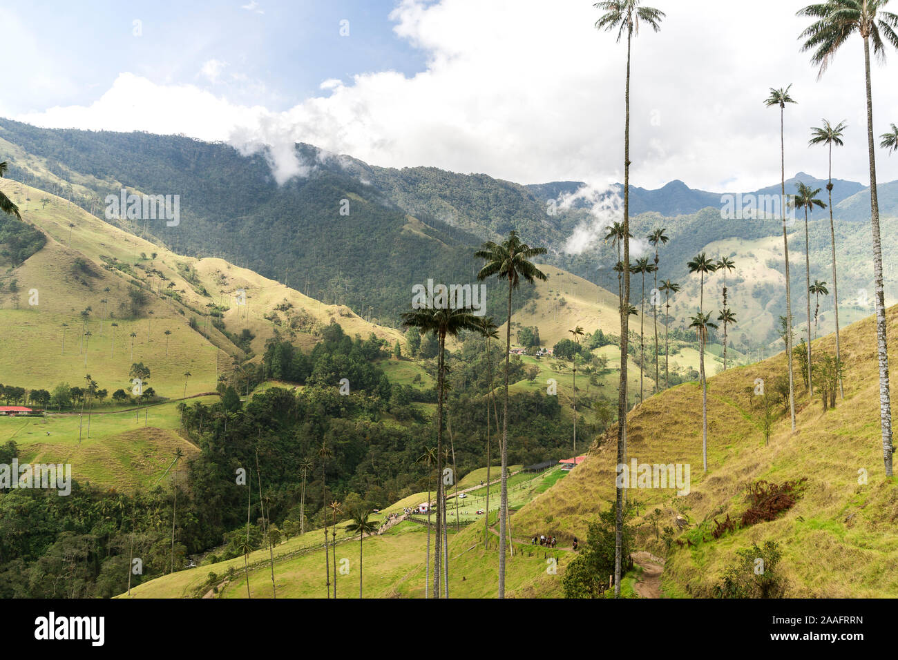 Vedute panoramiche della valle Cocora nel Salento, Quindío, Colombia. Foto Stock