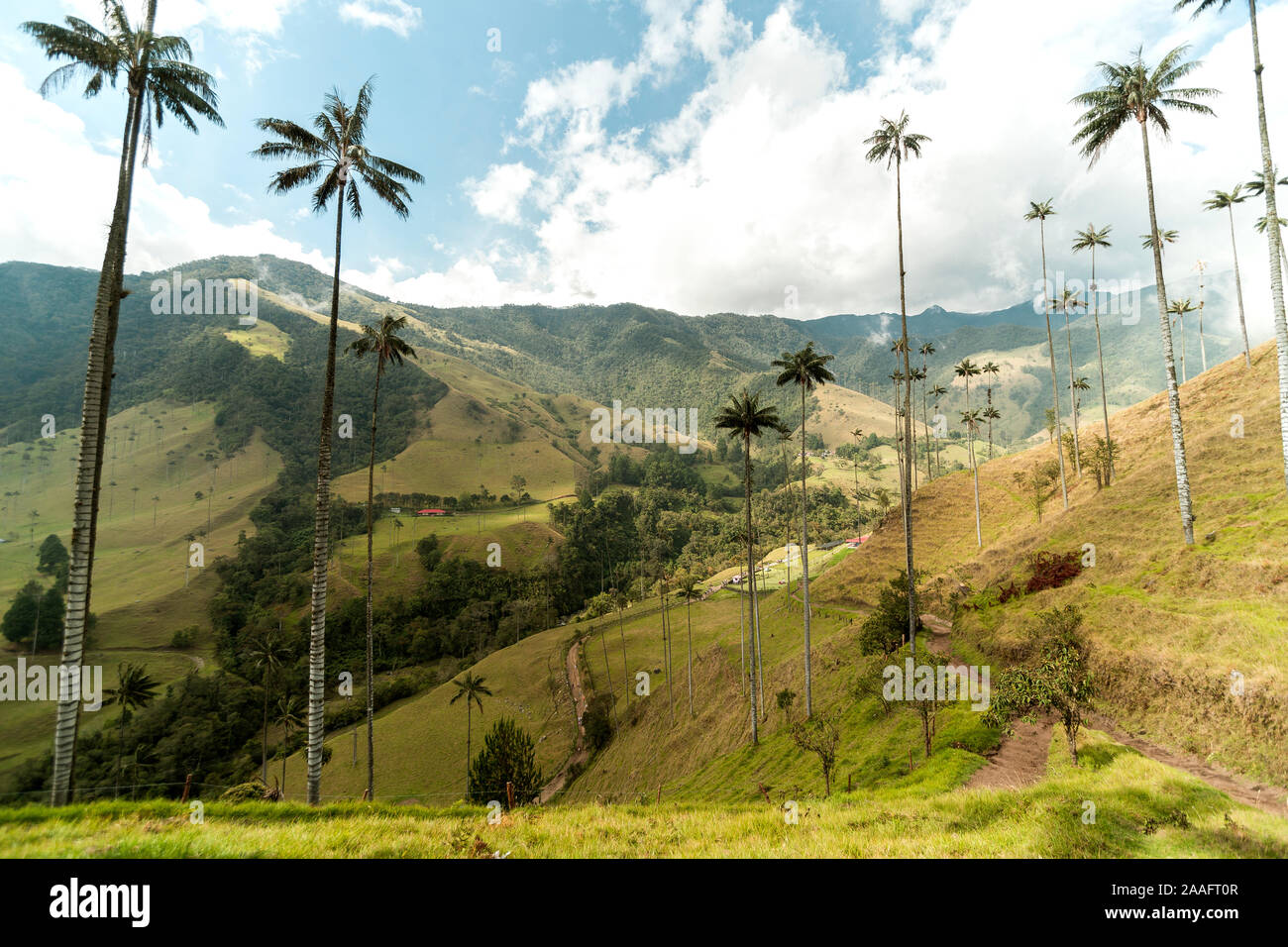 Vedute panoramiche della valle Cocora nel Salento, Quindío, Colombia. Foto Stock