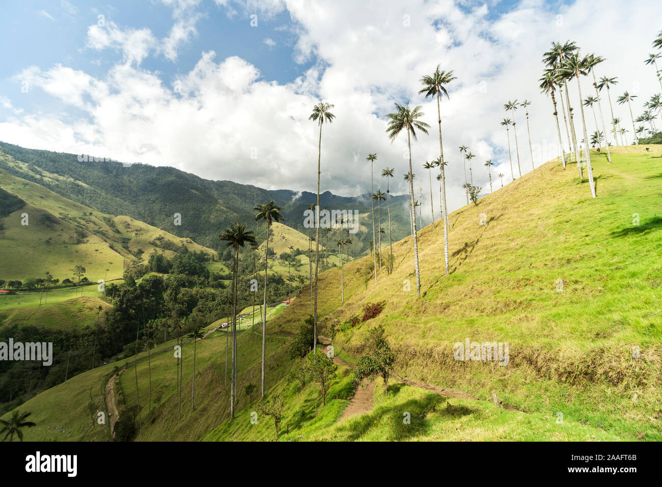 Vedute panoramiche della valle Cocora nel Salento, Quindío, Colombia. Foto Stock