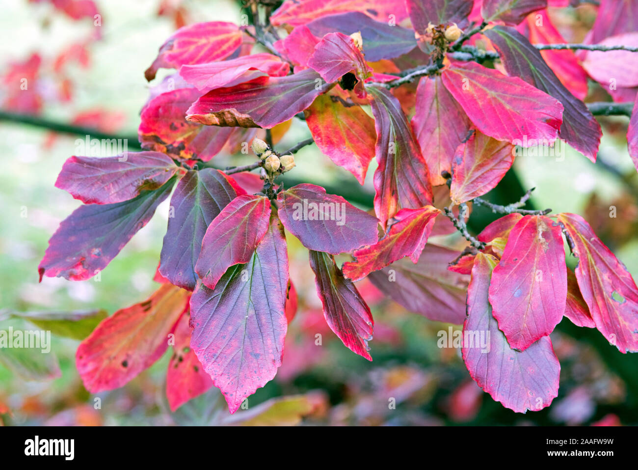 Parrotia persica, lascia in collezione autunno Foto Stock