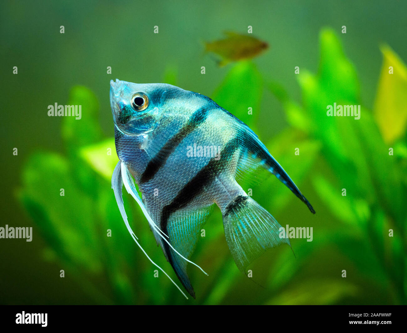 Blue Zebra Angelfish nel serbatoio di pesce (Pterophyllum scalare) Foto Stock