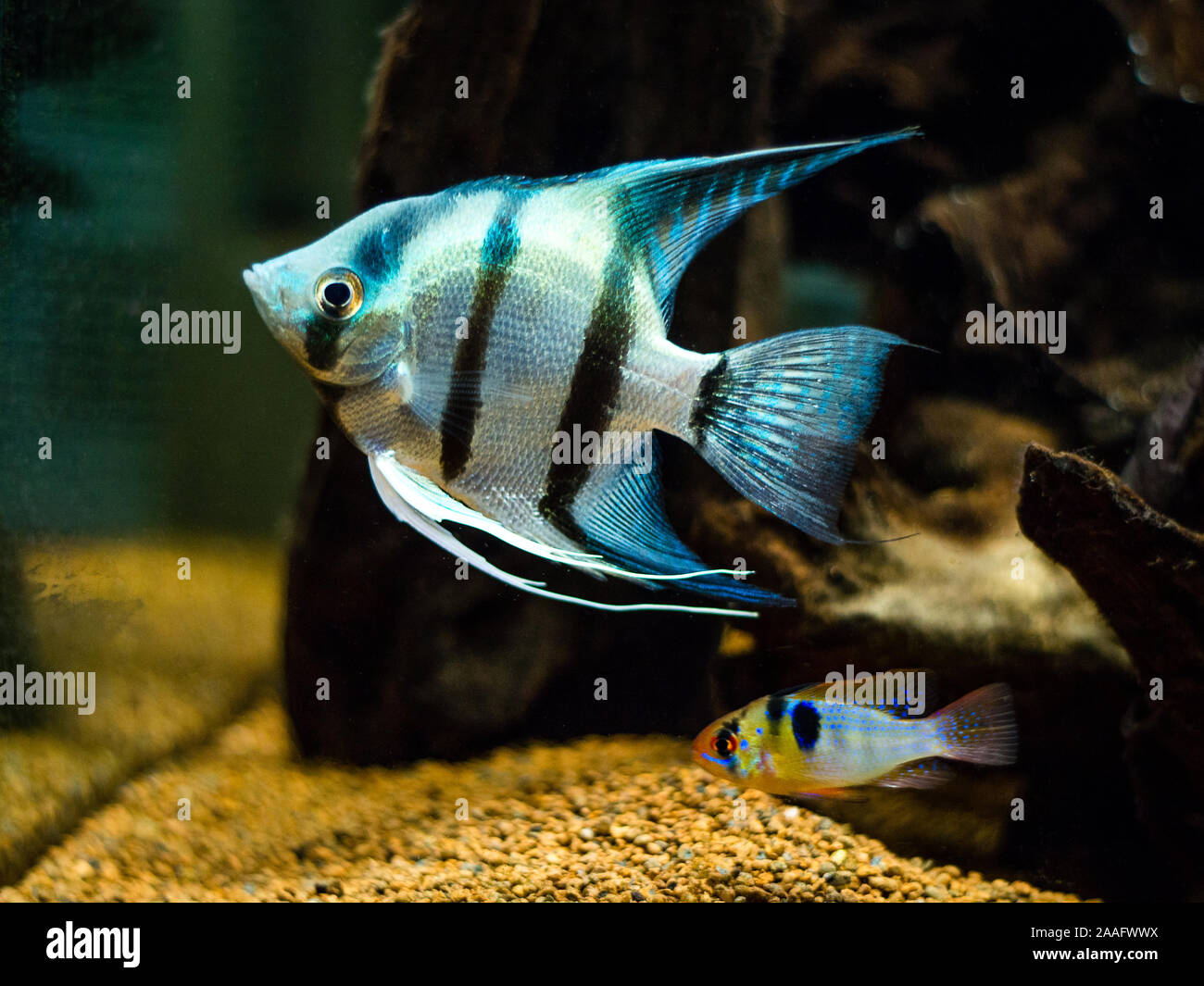 Blue Zebra Angelfish (Pterophyllum scalare) e ram cichlid (Mikrogeophagus ramirezi) in un serbatoio di pesci Foto Stock