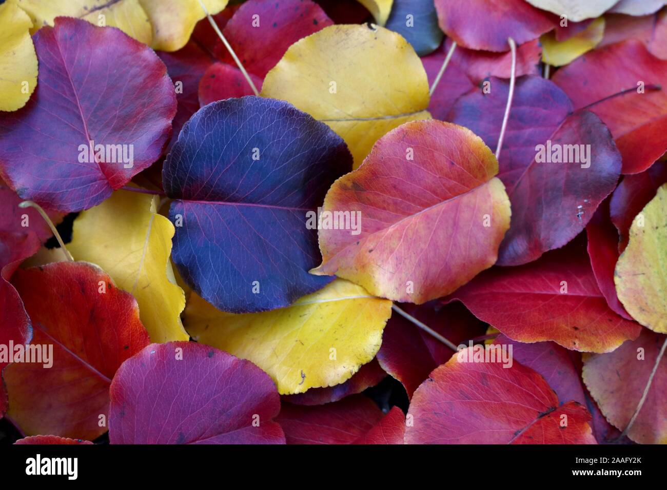 Pila vibranti di caduta foglie di acero Foto Stock
