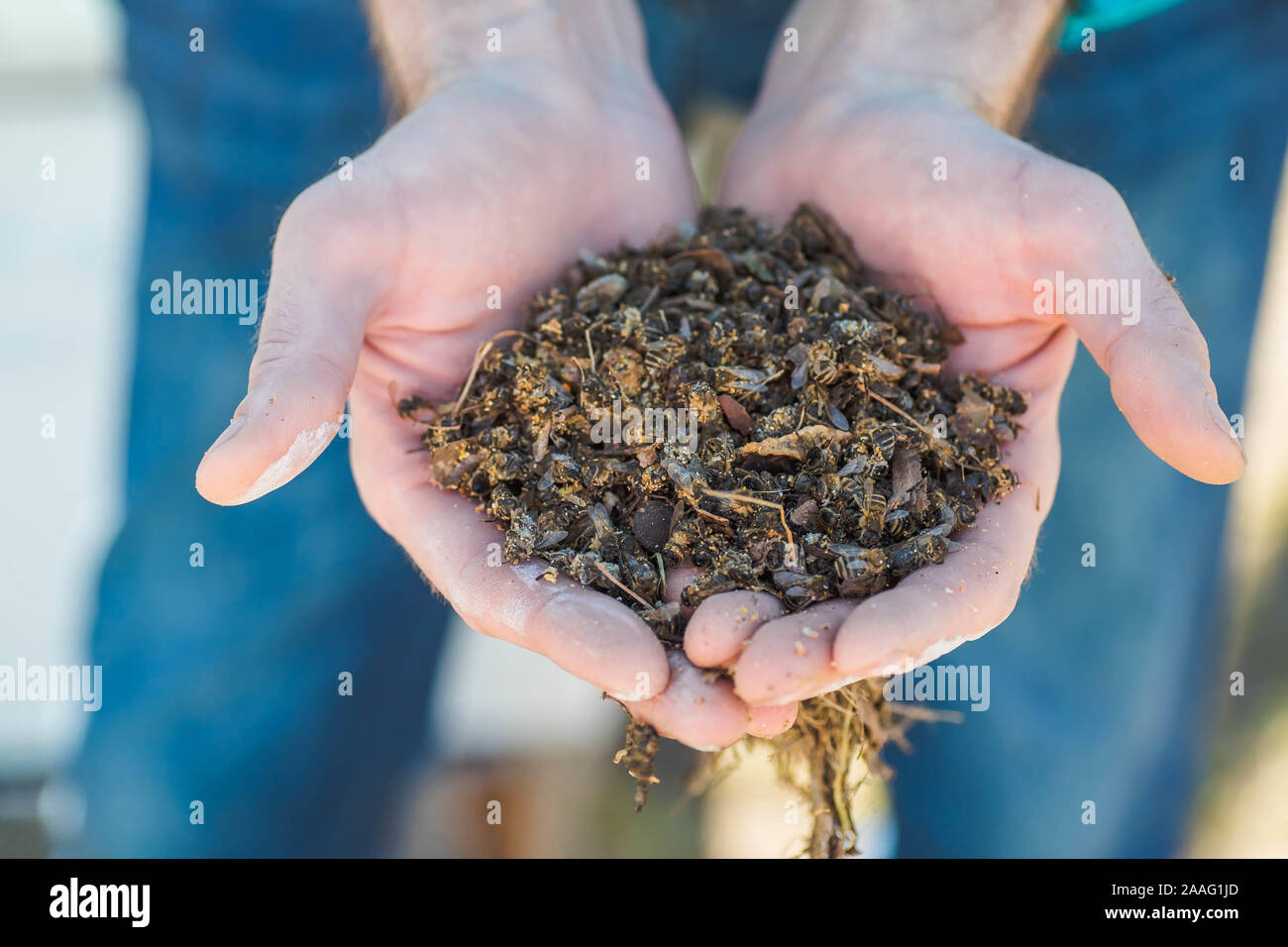 Apicoltore tenendo un dead api. Pesticidi. L'acaro Varroa. Foto Stock