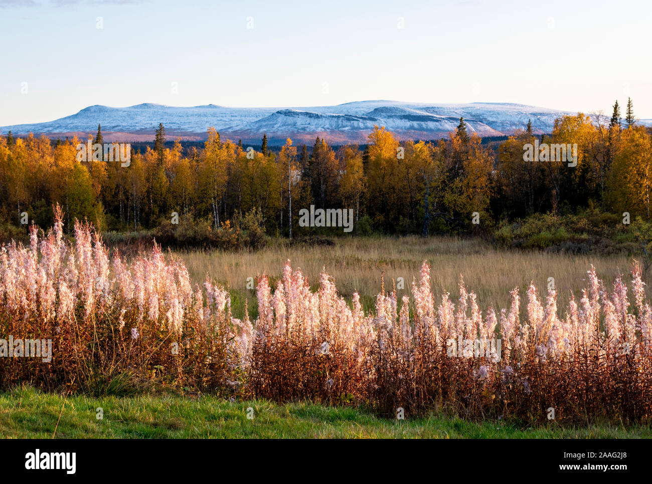 I diversi colori della vegetazione artica in Kungsleden trail in Lapponia Svezia Foto Stock