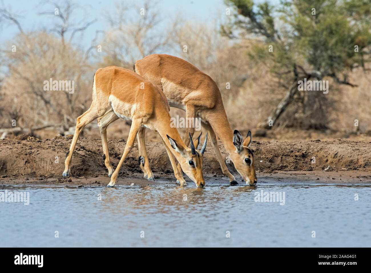 Impala pecora e vitello maschio al Waterhole in Riserva di Mashatu Foto Stock