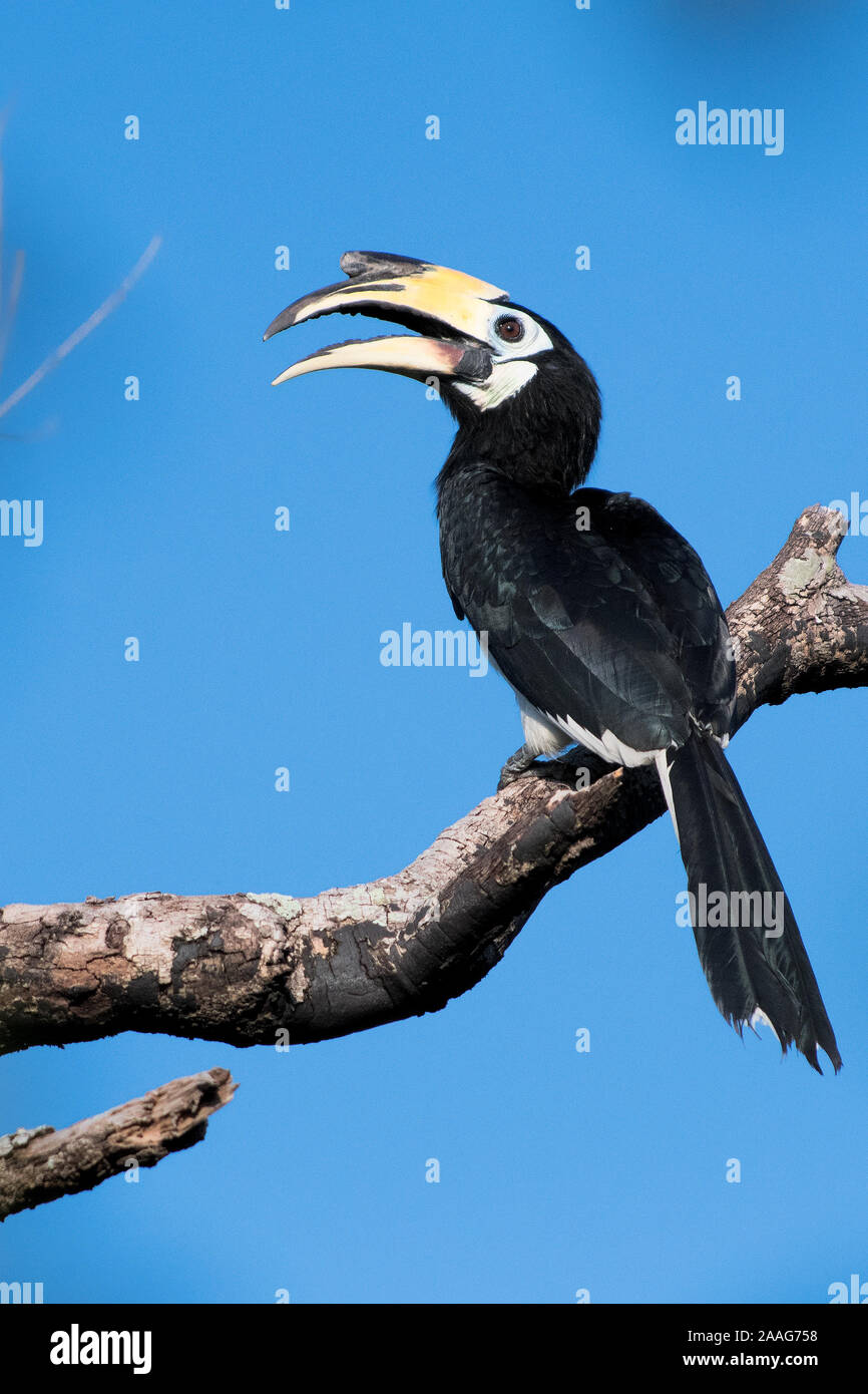 Oriental pied hornbill osservata per trovare cibo per la prima colazione Foto Stock