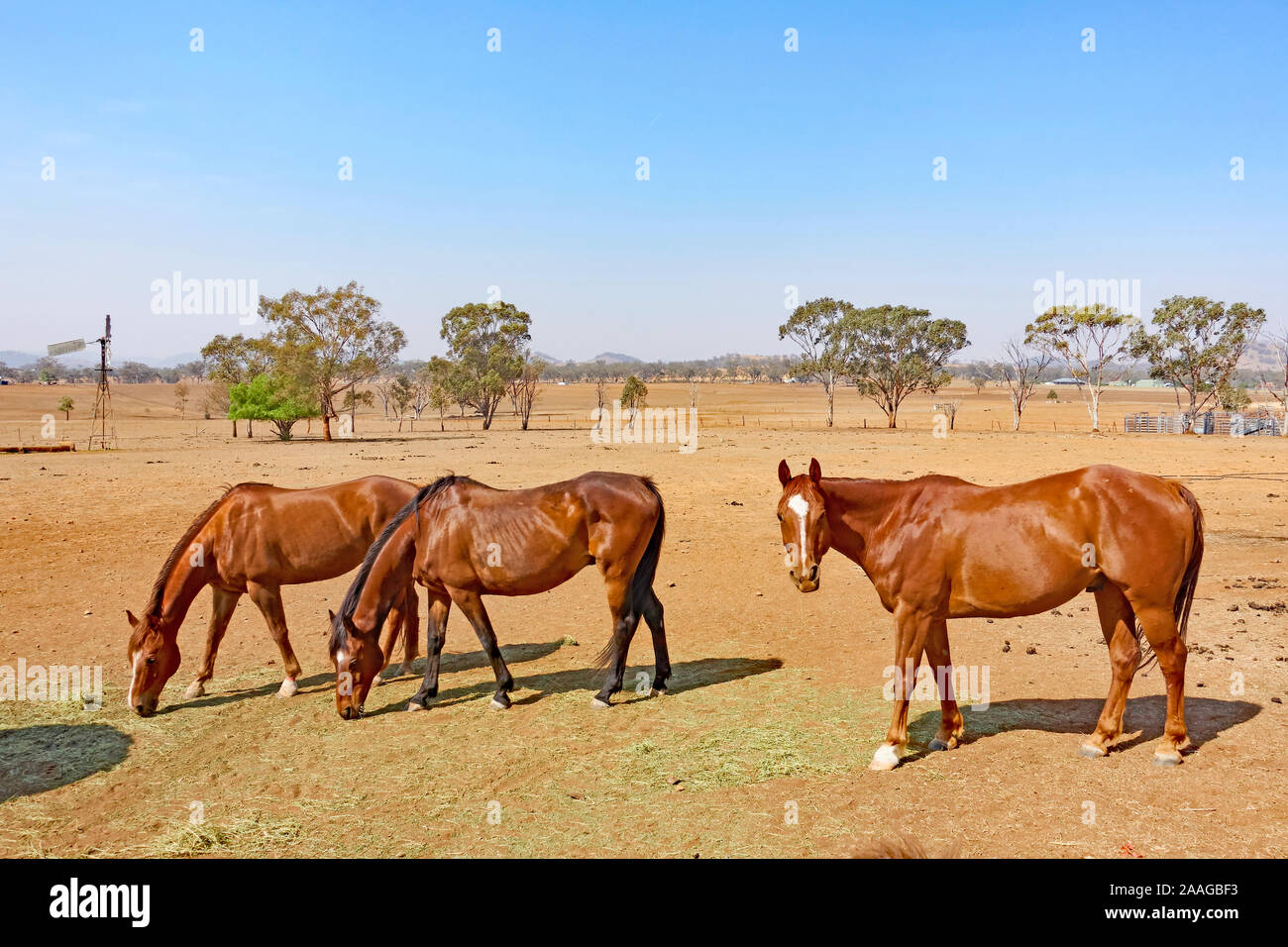 Cavalli su una siccità aziende agricole colpite terminando il loro approvvigionamento di fieno. Foto Stock