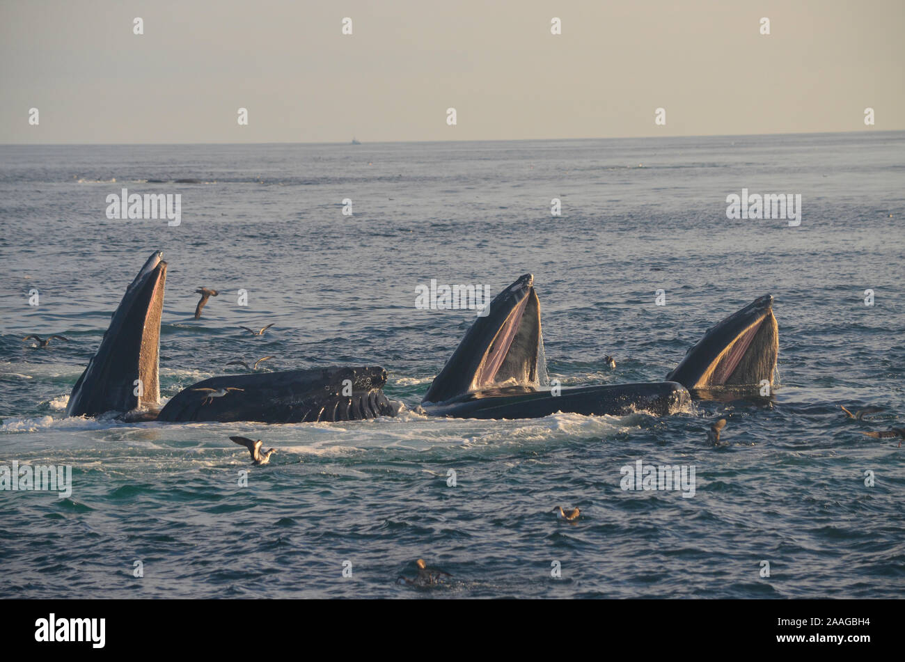 Tre Balene Humpback alimentazione di bolle in corrispondenza della superficie dell'acqua con la bocca spalancata. (Megaptera novaeangliae) Foto Stock