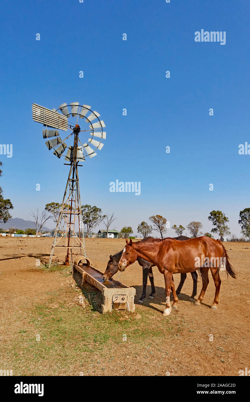 Due cavalli in un trogolo di acqua in un periodo di siccità aziende agricole colpite. Foto Stock