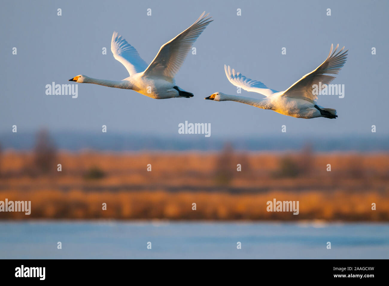 Singschwan (Cygnus cygnus) Rastvogel, Schwan, Singschwan, Livello, Voegel, Vogel, Whooper Swan, inverno, Zugvogel Foto Stock