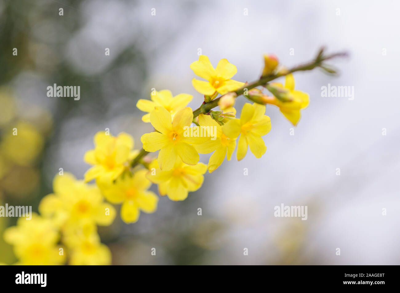La molla di colore giallo brillante di fioritura di forsitia bush nel parco Foto Stock