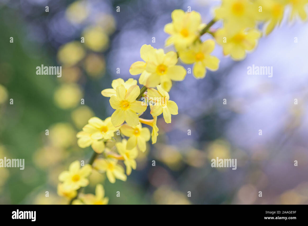La molla di colore giallo brillante di fioritura di forsitia bush nel parco Foto Stock