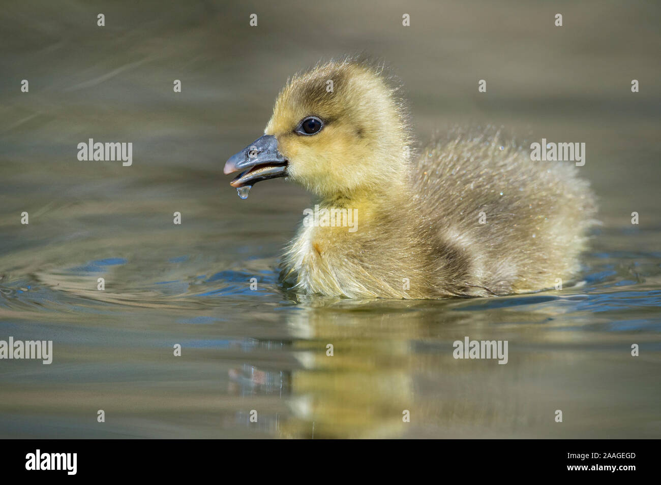 Goessel, Kueken, Graugans, Anser anser Foto Stock