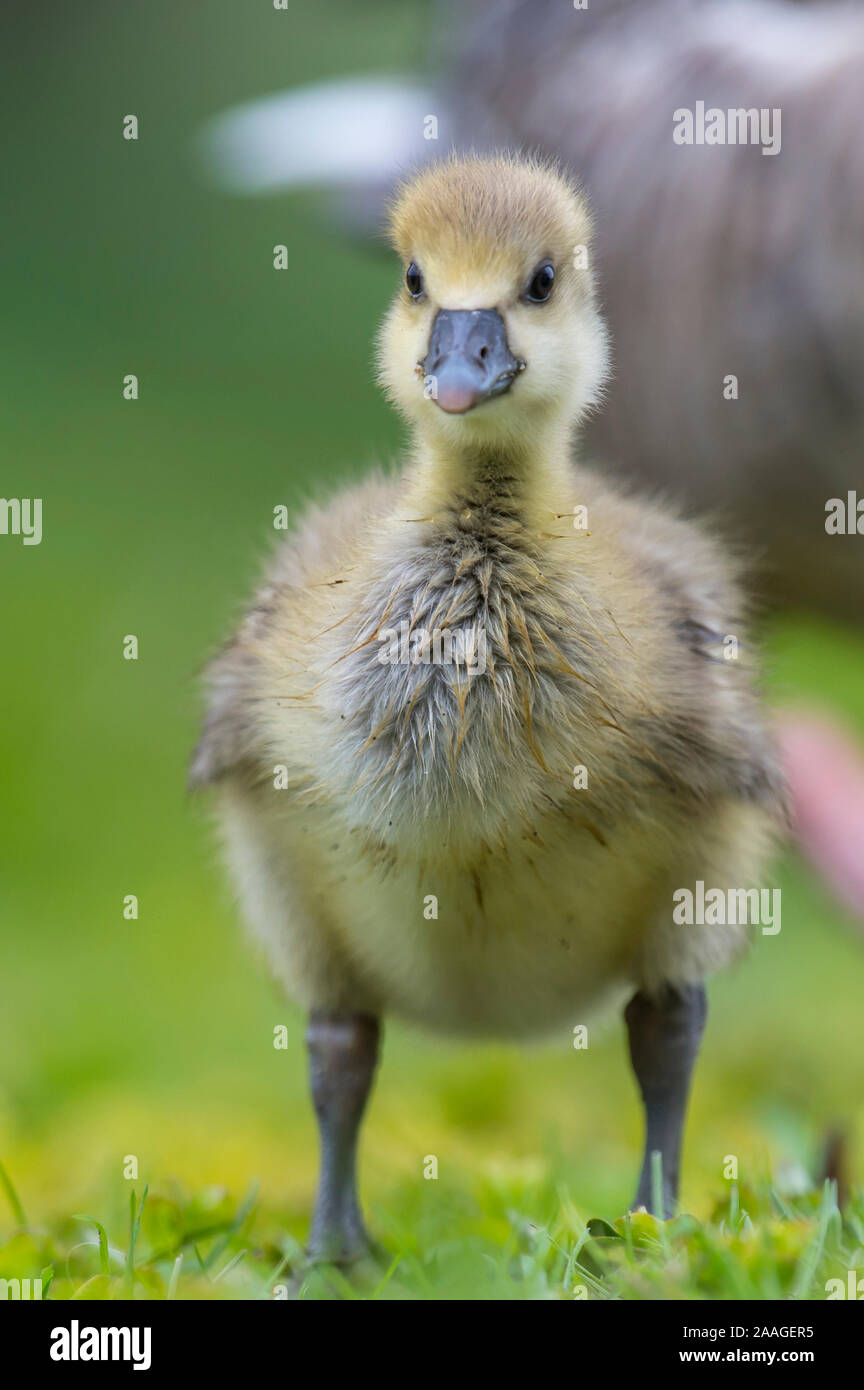 Graugans, Kueken, Anser anser, Foto Stock