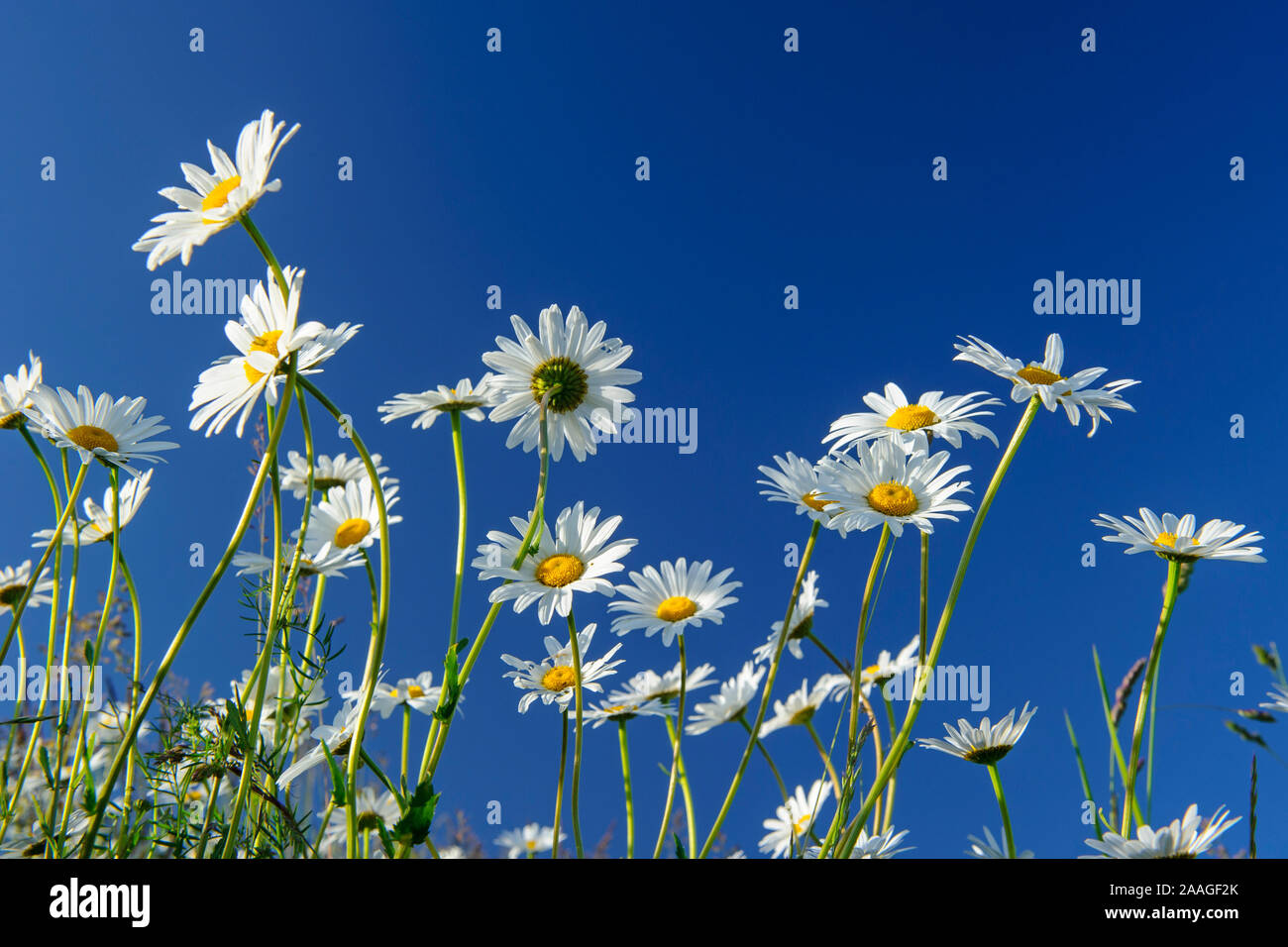 Vor Mageriten blauen Himmel, Leucanthemum vulgare Foto Stock