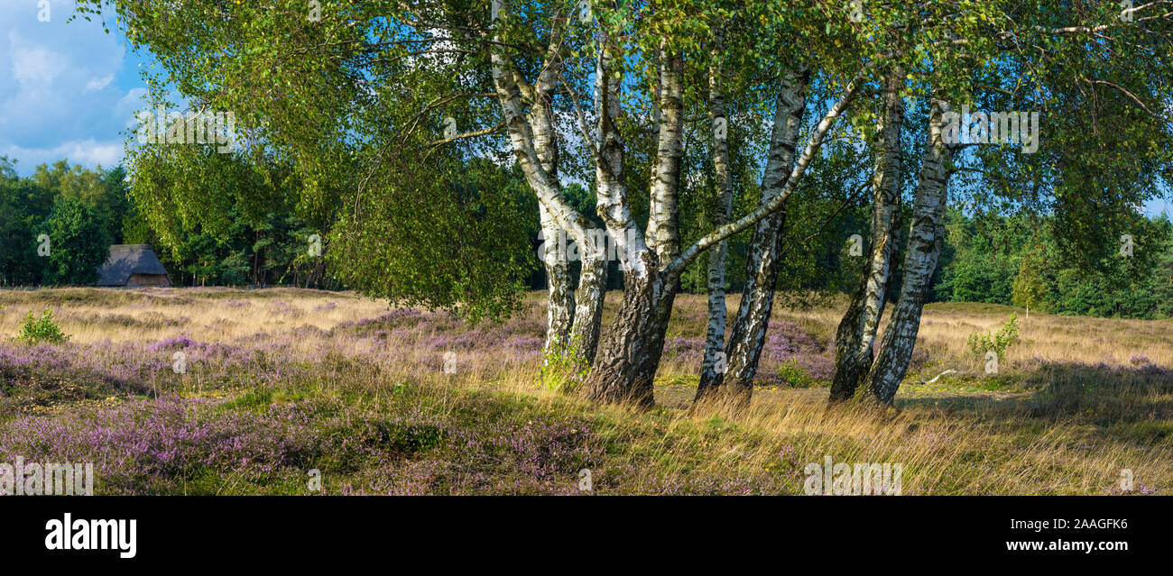 Im Heidebluete Pestruper Grabenfeld, Oldenburger Land, McPWRO Foto Stock