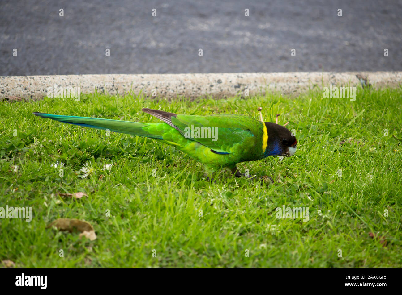 Un brillante sfumato Ringneck australiano (Barnardius zonarius) o ventotto, un pappagallo nativa per le ricerche in Australia per i semi da mangiare . Foto Stock