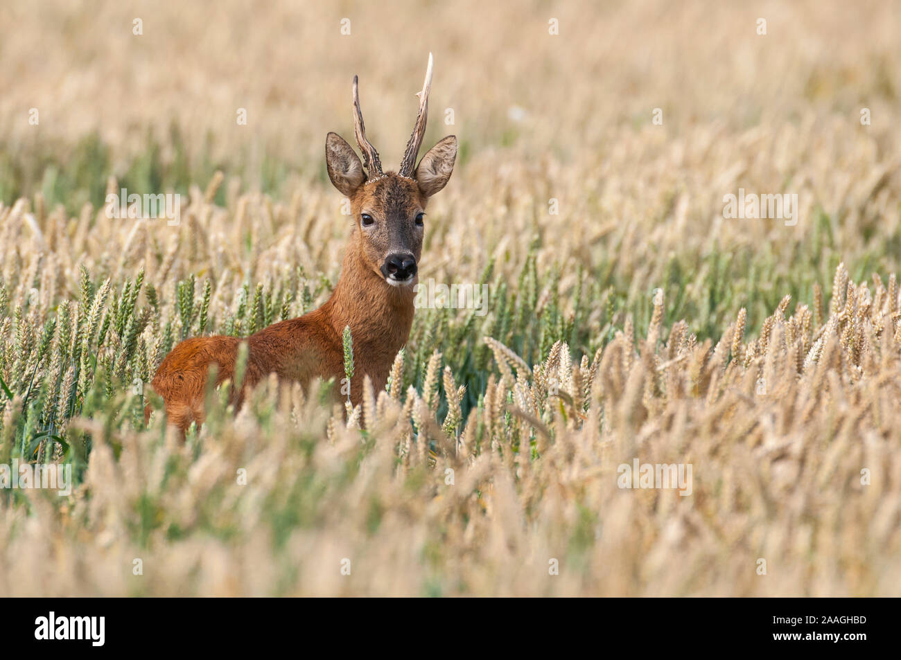 Junger Rehbock im Kornfeld Foto Stock