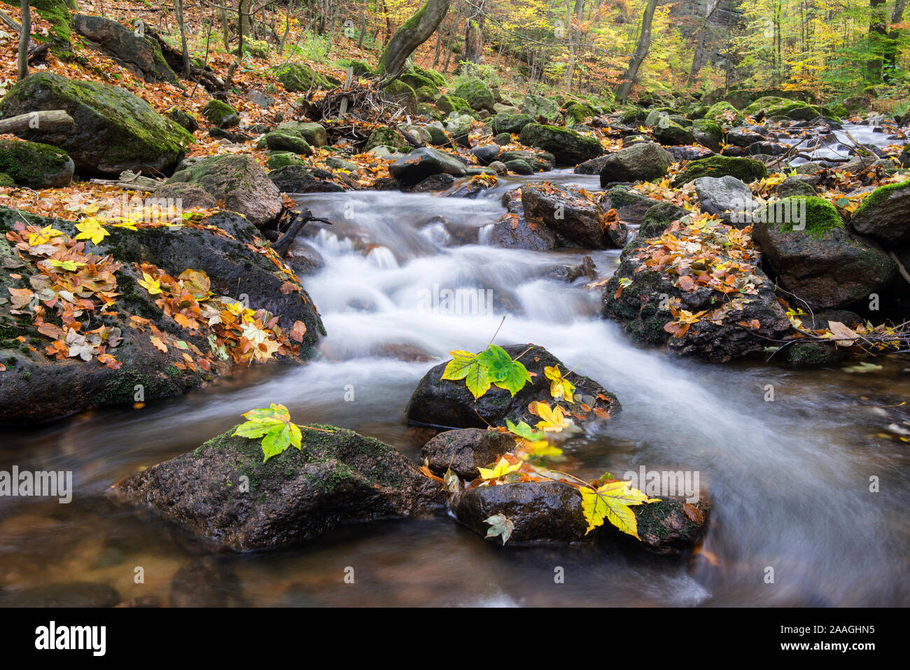 Fluss Bode, Herbstlaub, Foto Stock