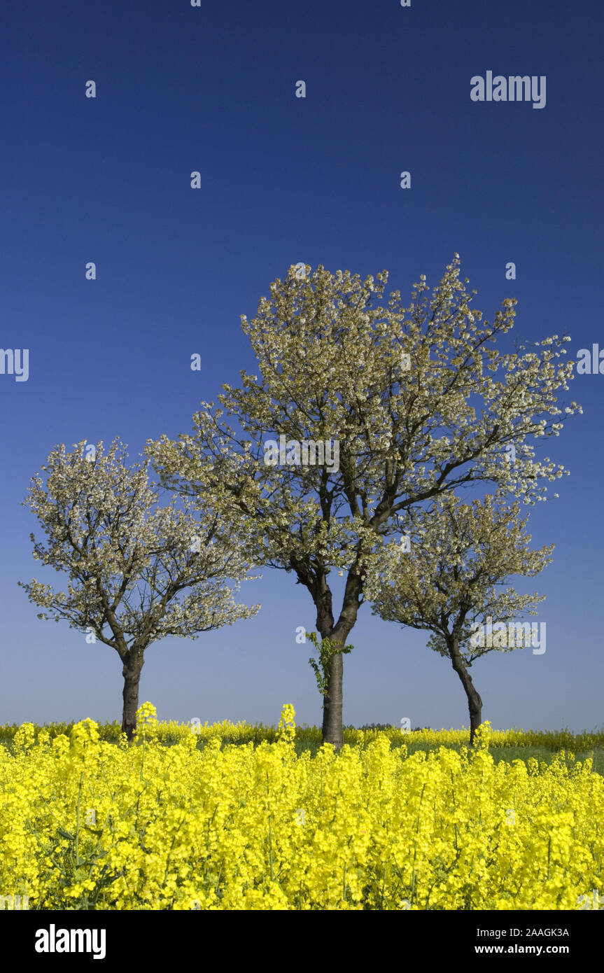 Bl'hender Kirchbaum am Rapsfeld, Mecklenburg Vorpommern, Par, Obstbaum, Bluete, bluehen, blauer Himmel, gelb, Weite, Fr'hling, Fr'hjahr Foto Stock