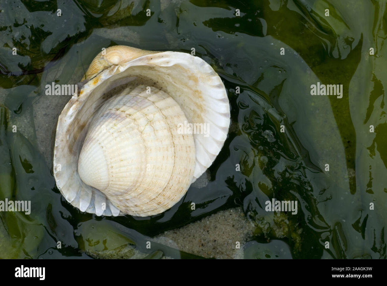 Herzmuscheln (Cardiidae) am Strand, Watt, Wattenmeer, K'ste, Muschelbank, Muschel, arricciatura Foto Stock