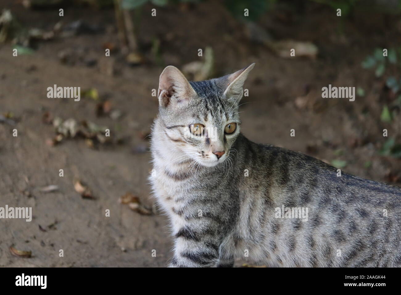Carino gattino nel giardino Foto Stock