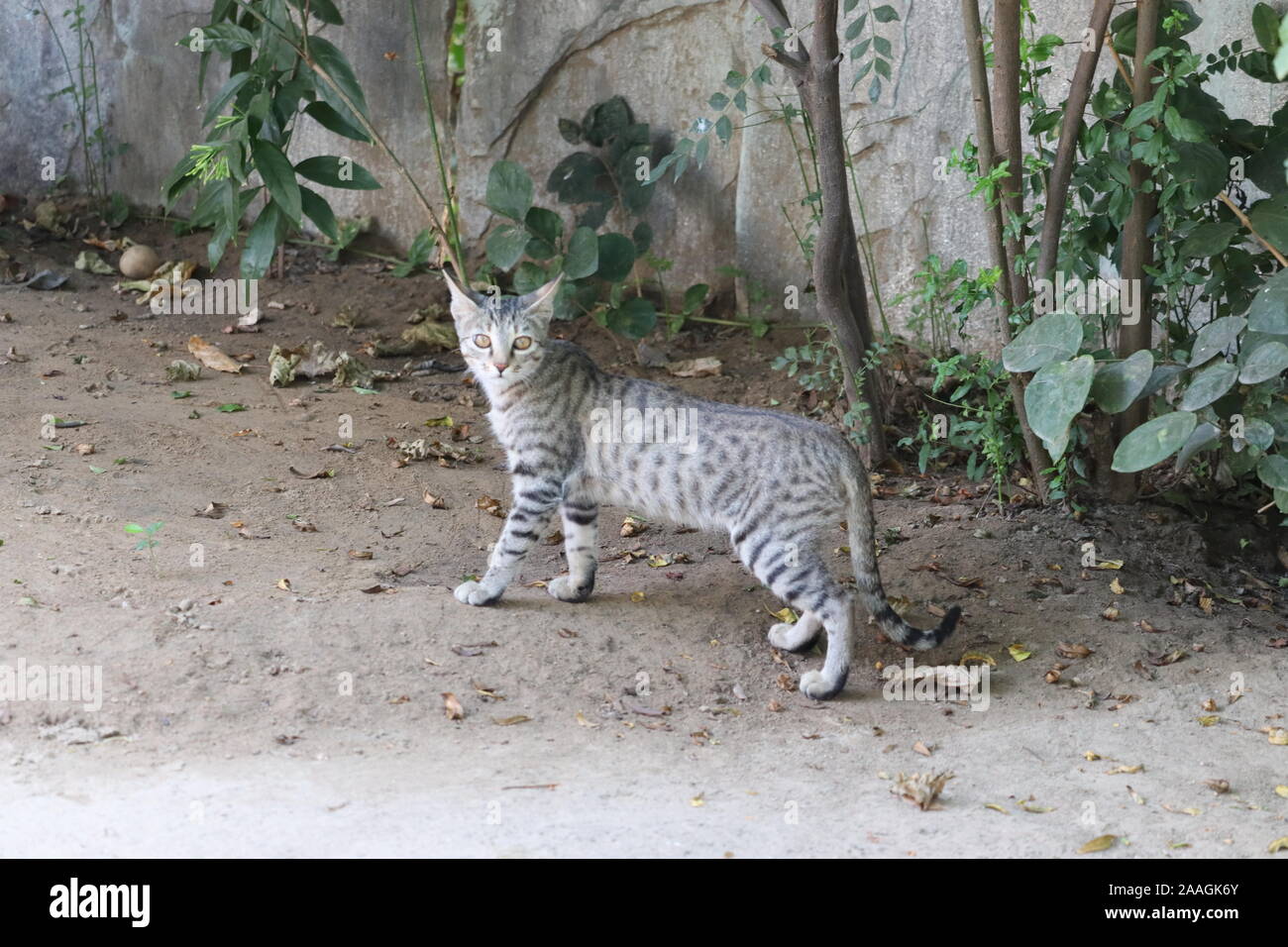 Carino gattino nel giardino.Cat guardando la telecamera, il fuoco selettivo Foto Stock