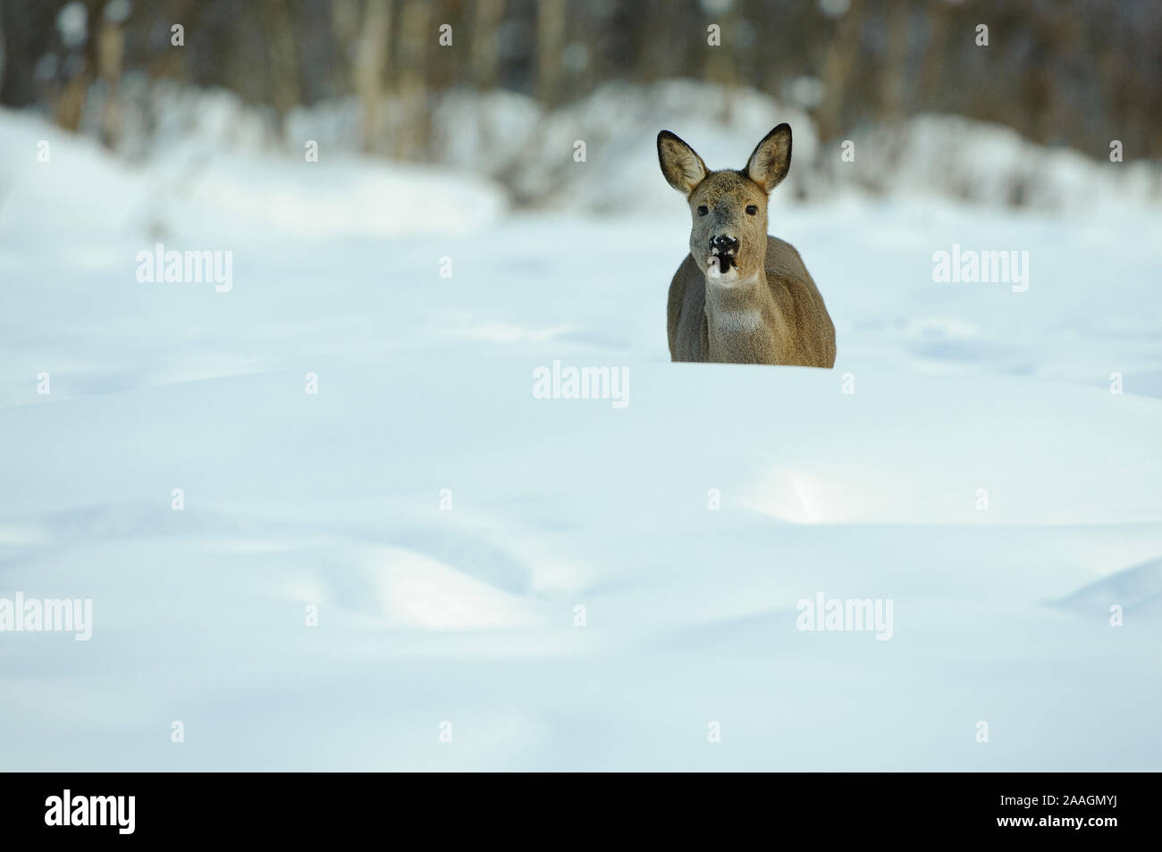 Rehe im Winter, Capreolus capreolus Foto Stock