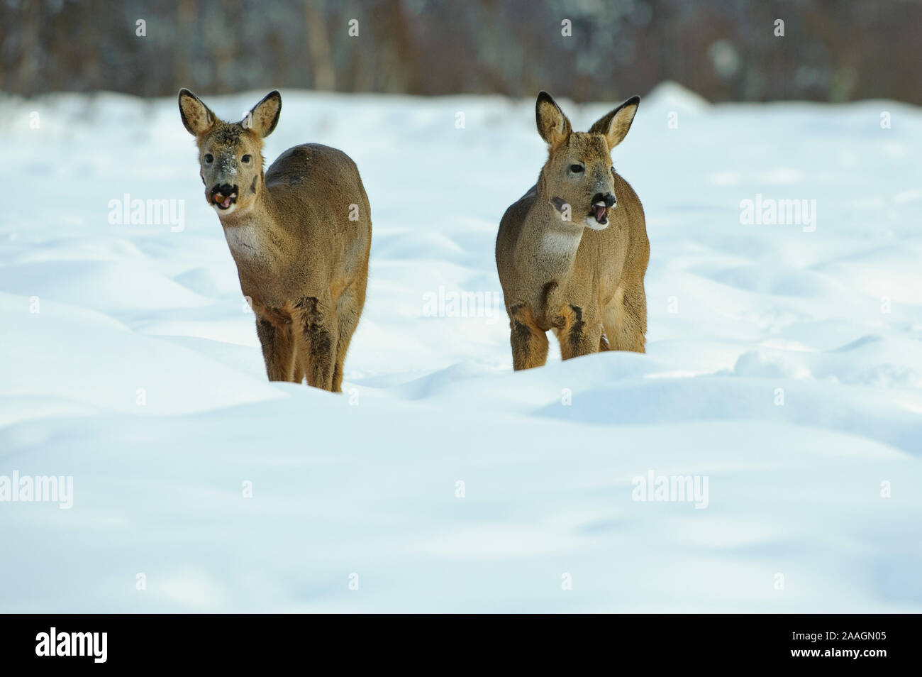 Rehe im Winter, Capreolus capreolus Foto Stock