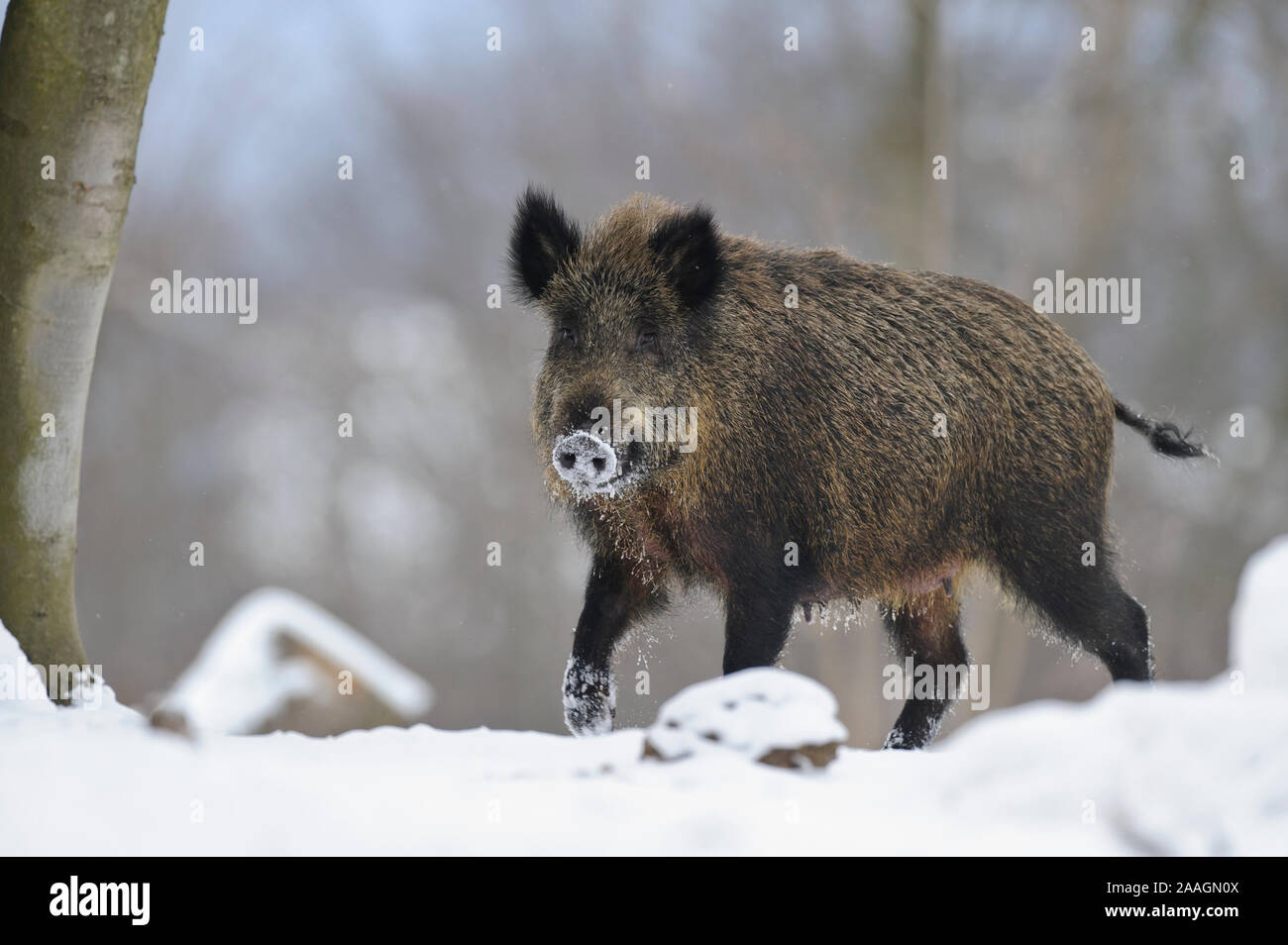 Wildschwein im Schnee, inverno Foto Stock