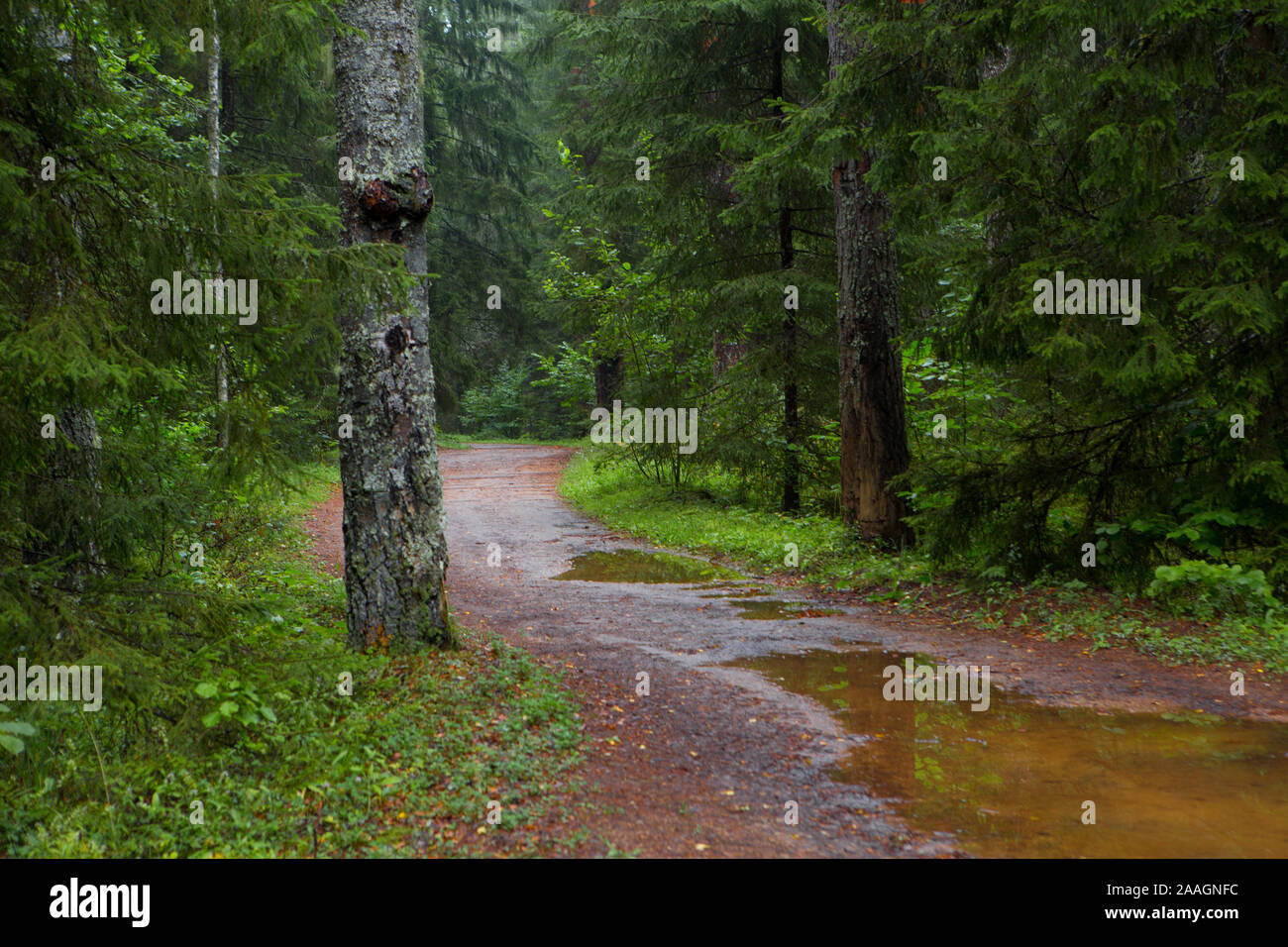 La foresta di conifere road Foto Stock