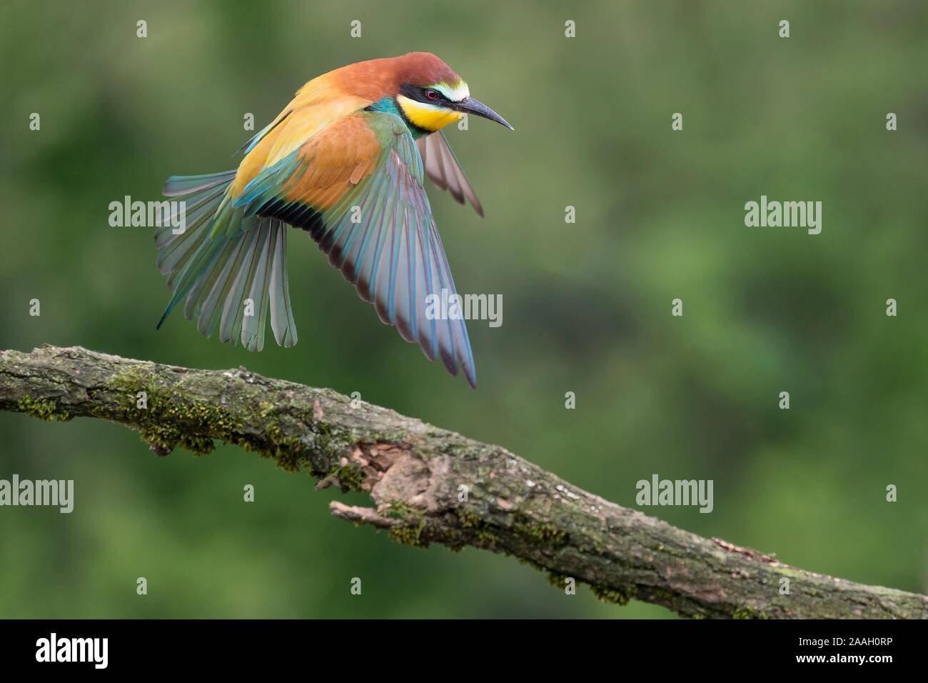 Fermo fotogramma su Bee eater in volo (Merops apiaster) Foto Stock