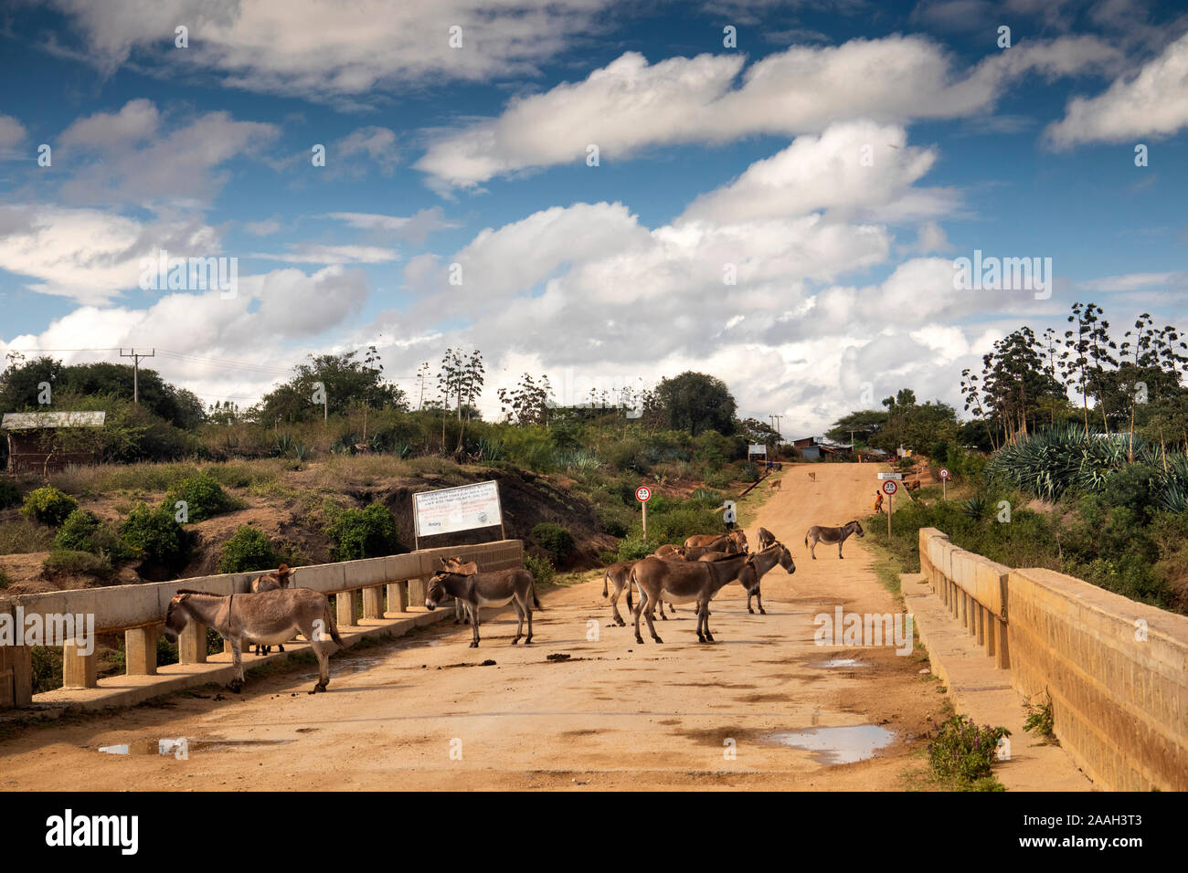 Etiopia, Sud Omo, Turmi, Dimeka, abissina (Etiope) asini, Equus asinus in strada Foto Stock