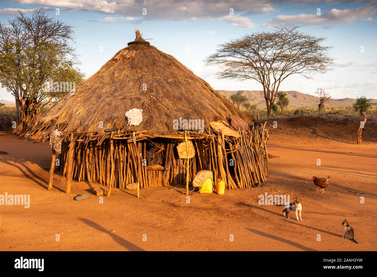 Etiopia, Sud Omo, Turmi, Hamar villaggio tribale, gatti e il pollo con il composto al di fuori del tradizionale casa di legno con tetto di paglia Foto Stock